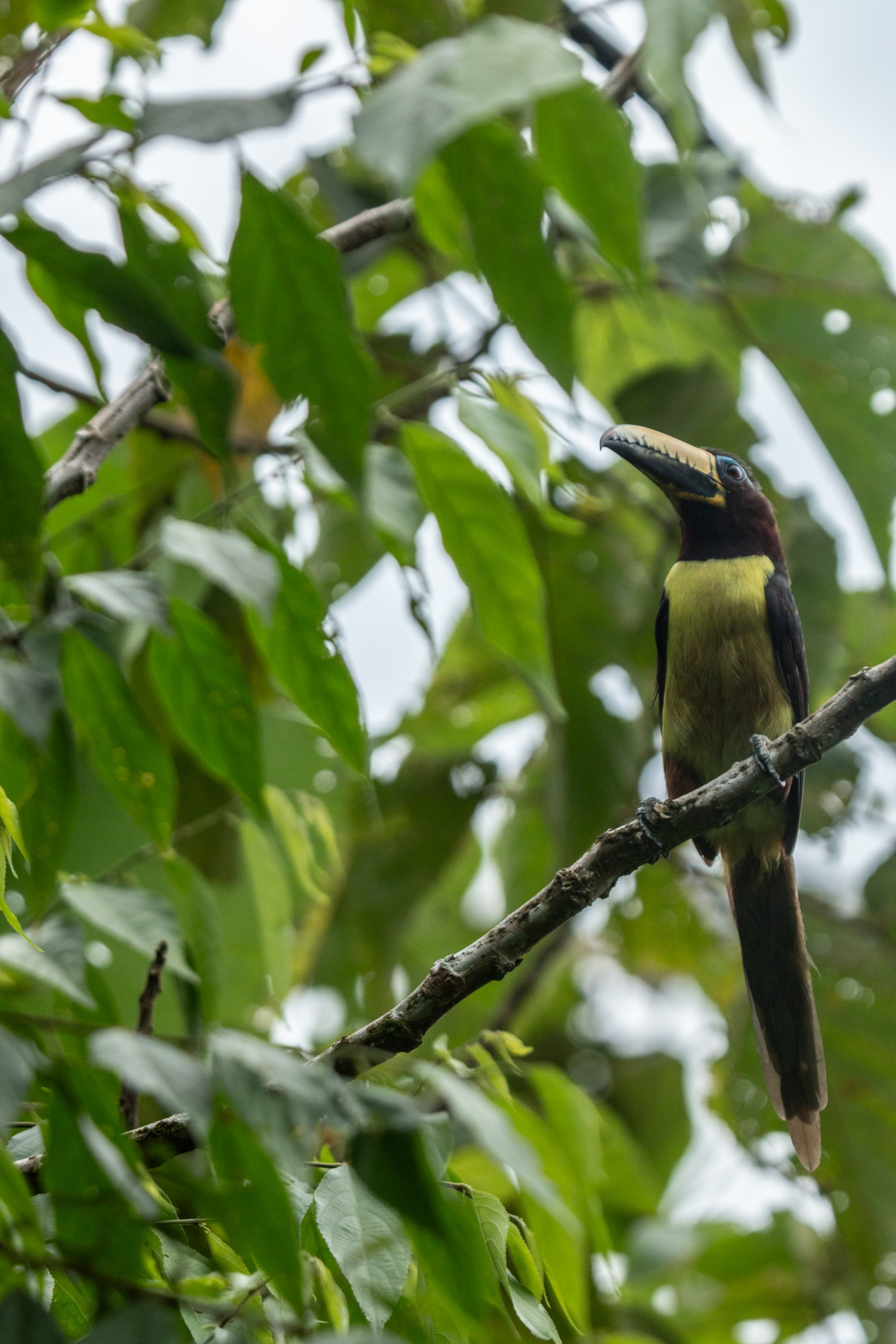 Monkeys, Birds & Pink River Dolphins of the Amazon